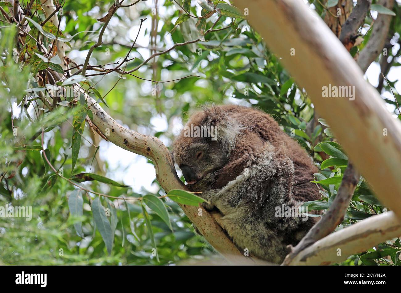 Schlafender Koala auf dem Baum - Australien Stockfoto