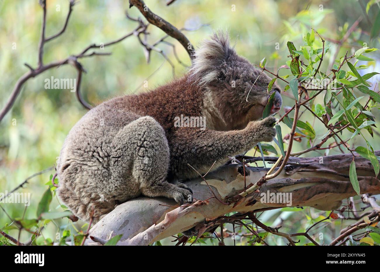 Koala Eating - Australien Stockfoto