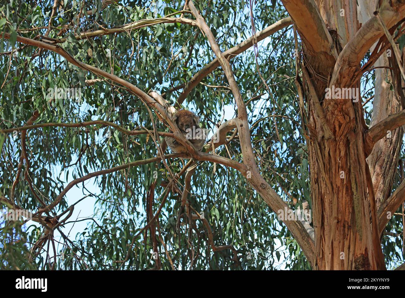 Eukalyptusbaum mit schlafendem Koala - Australien Stockfoto
