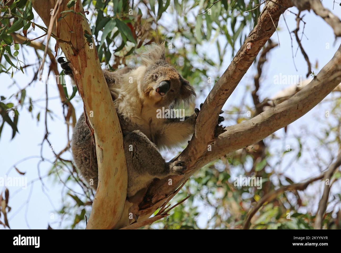 Poing Koala - Australien Stockfoto