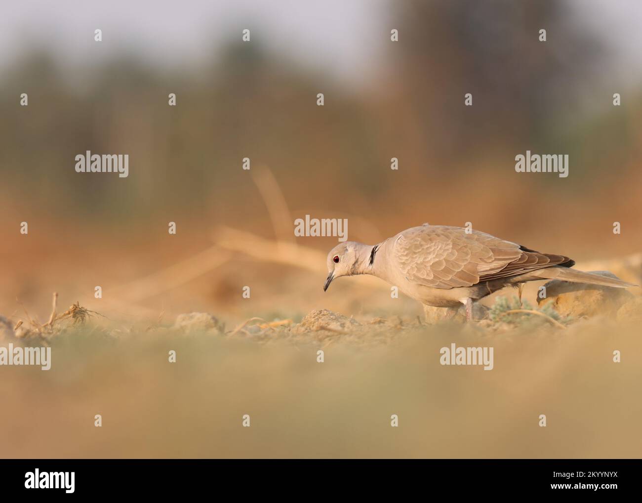 Ringhals-Taube auf dem Boden. Eine halbe Halb-Kragen-Taube. Kapschildkrötentaube. Streptopelia capicola. Stockfoto