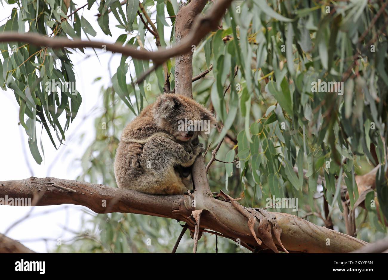 Koala schläft auf dem Ast - Australien Stockfoto