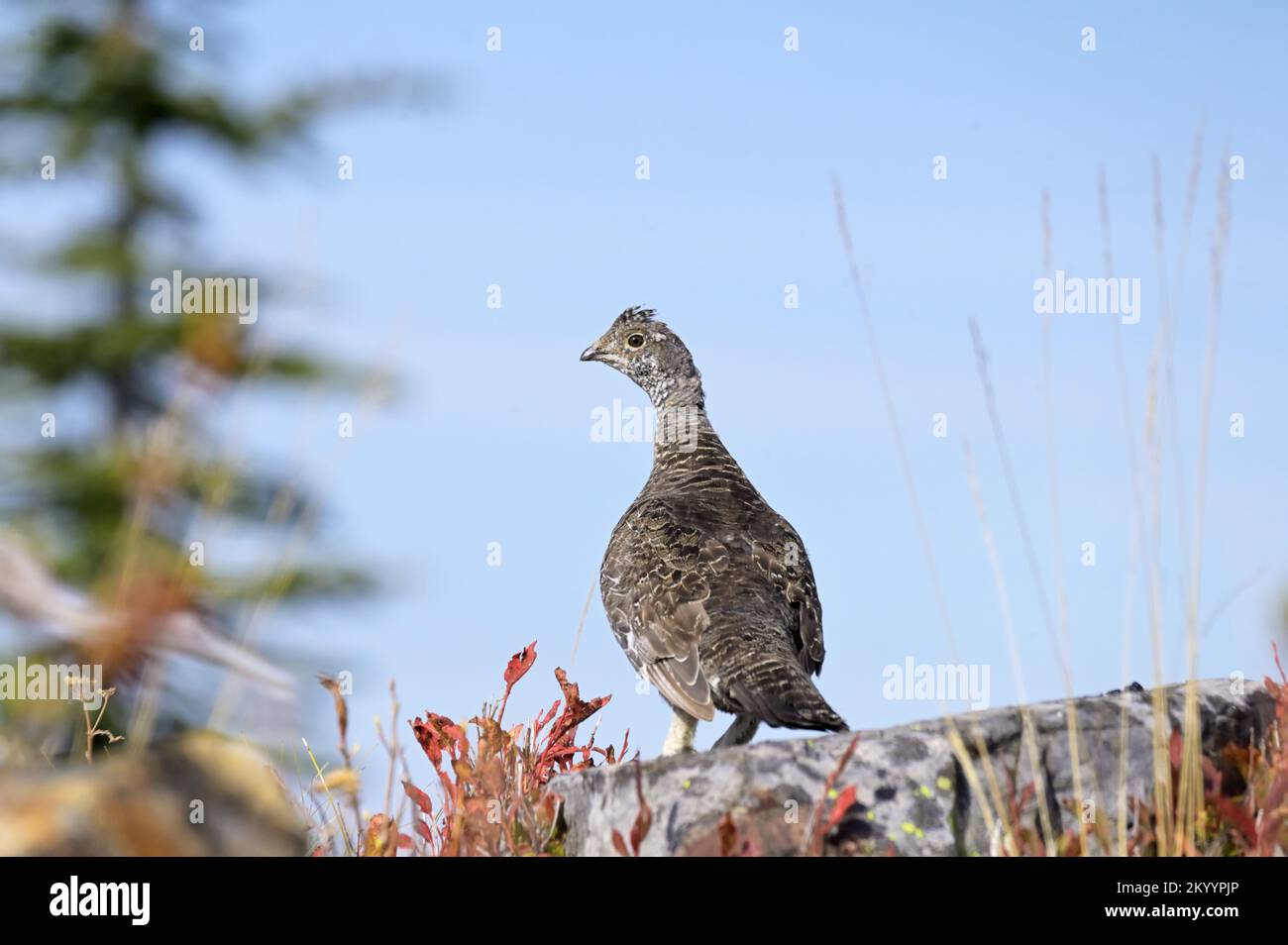 Dämmerhühner (Dendragapus obscurus) auf einem Bergkamm im Herbst. Kootenai National Forest, Purcell Mountains, NW Montana. (Foto von Randy Beacham Stockfoto