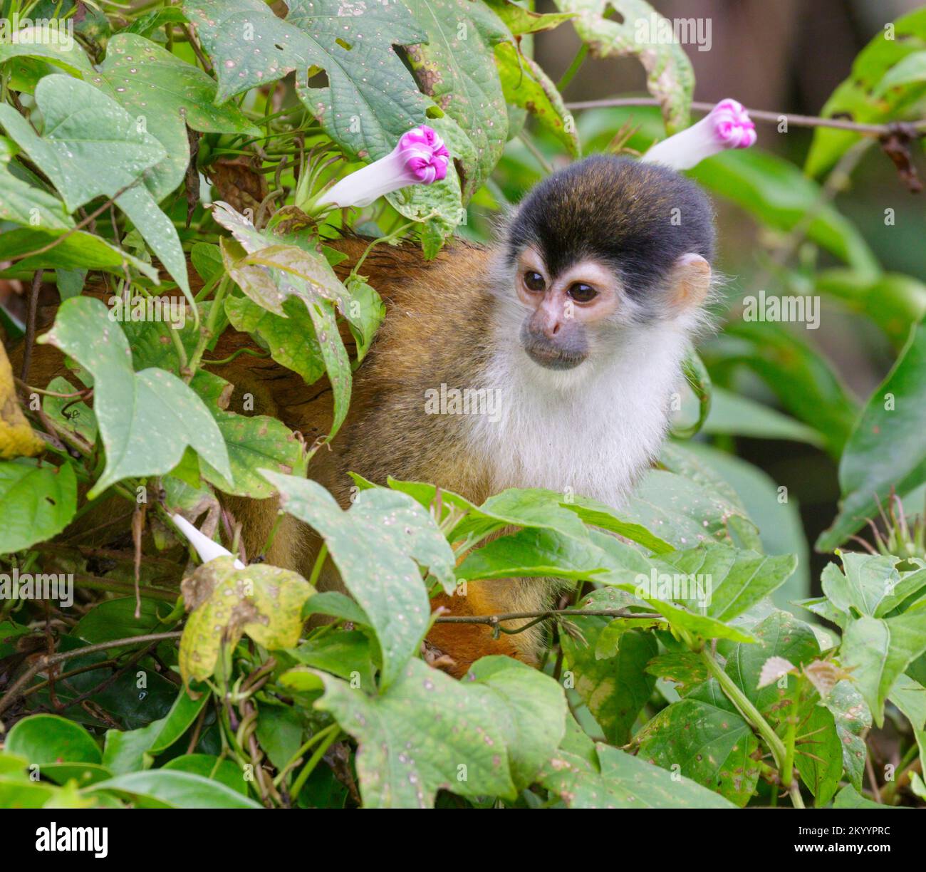 Zentralamerikanischer Eichhörnchenaffe (Saimiri oerstedii) in Regenwaldddach, Halbinsel Osa, Puntarenas, Costa Rica. Stockfoto