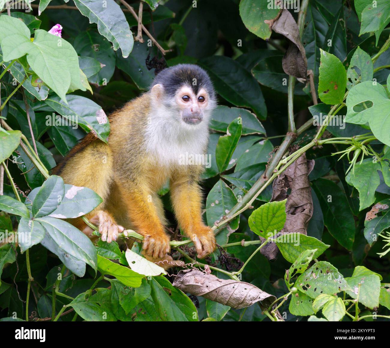 Zentralamerikanischer oder roter Totenkopfäffchen (Saimiri oerstedii) in Reinwaldddach, Halbinsel Osa, Puntarenas, Costa Rica. Stockfoto