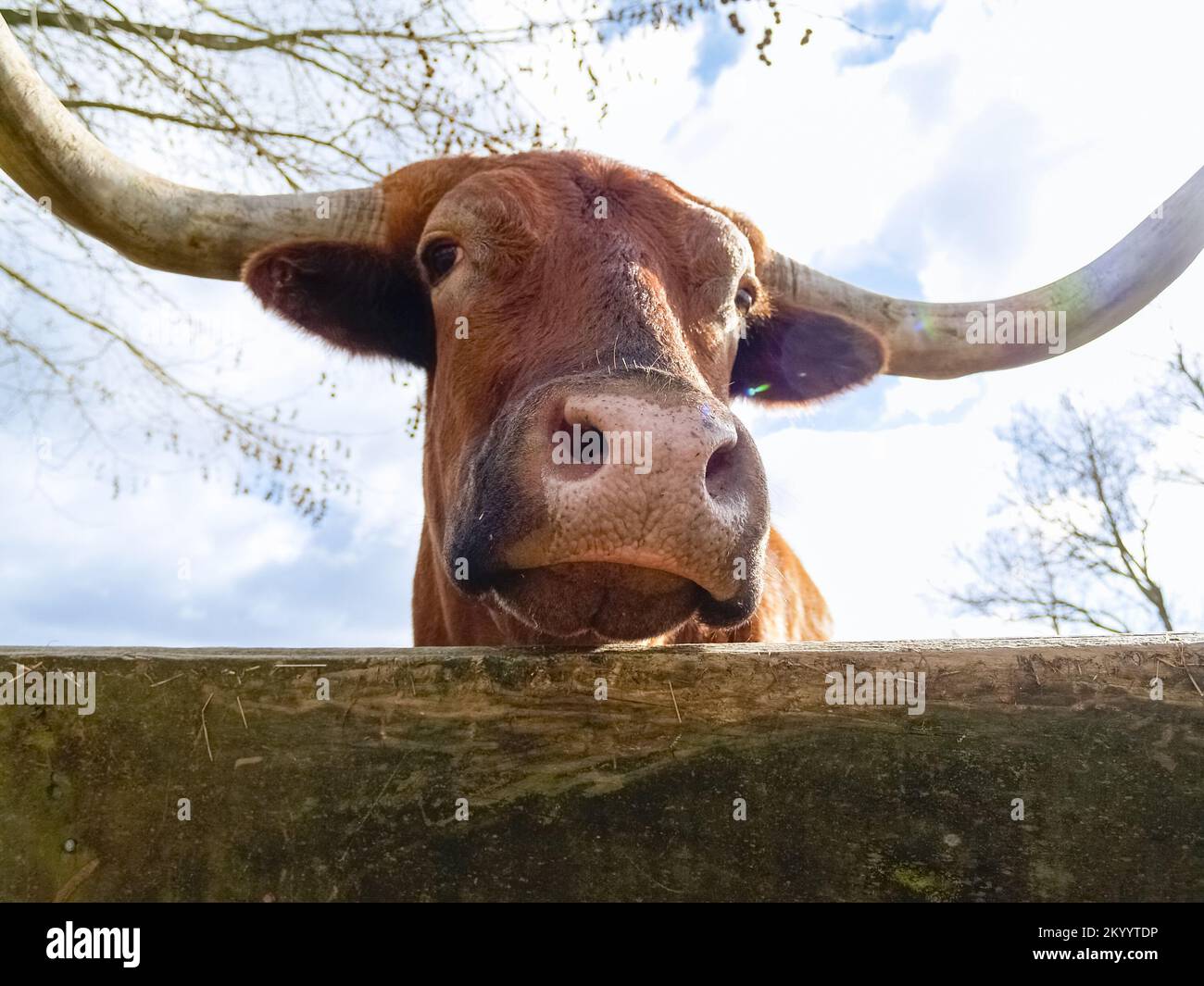 Texas Longhorn Viehbestien Porträt im Hof Stockfoto