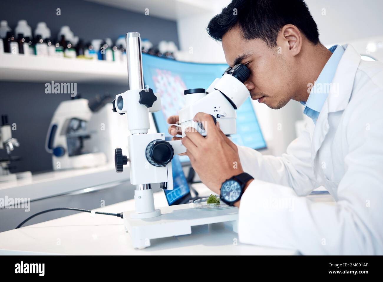 Mikrobiologie, Forschung und Wissenschaftler in einem Labor mit einem Mikroskop für Wissenschaft, Innovation im Gesundheitswesen und Bakterienanalyse. Medizinische Analytik Stockfoto