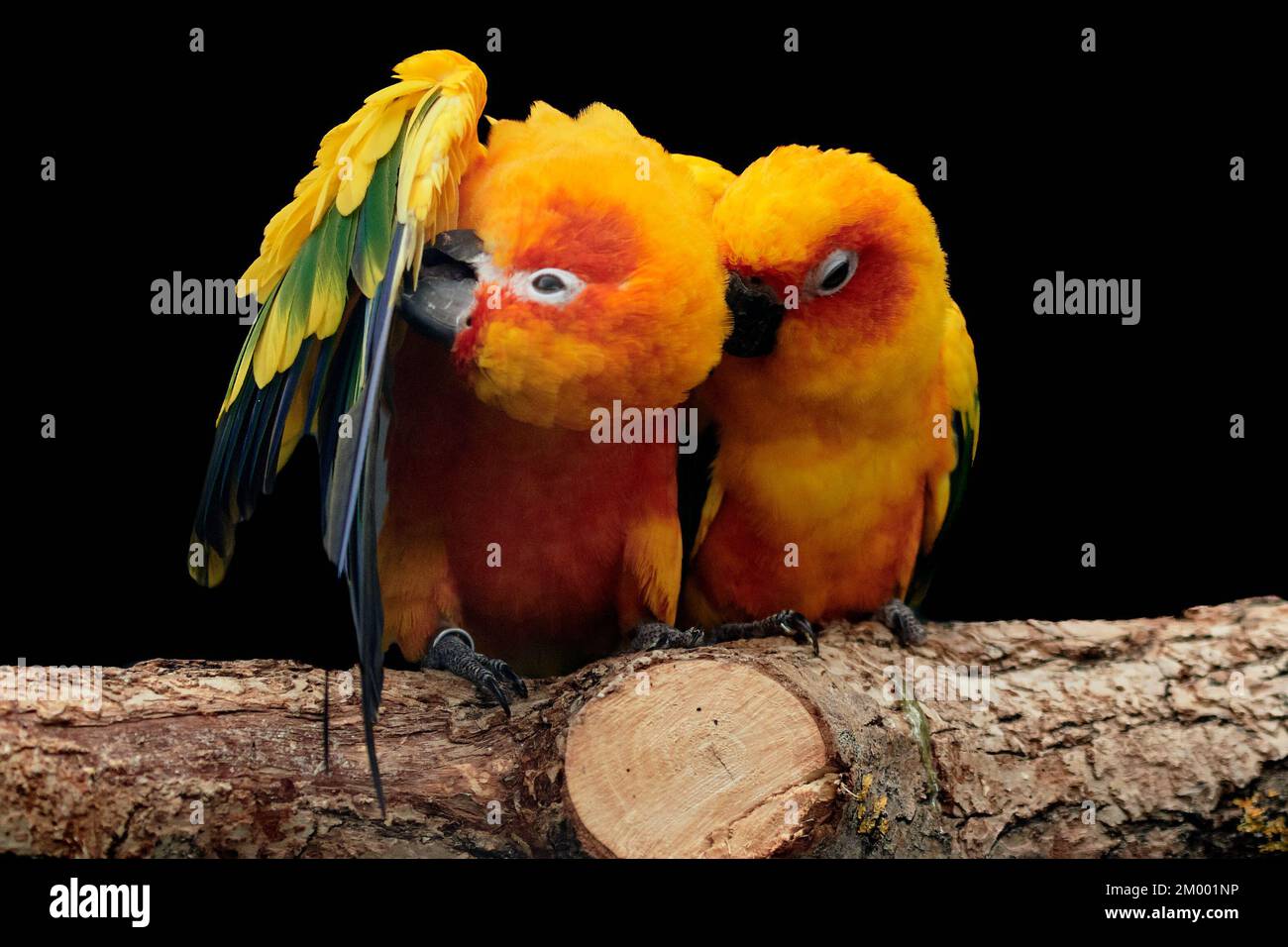 Ein Paar Sonnensittich (Aratinga solstitialis), das ein Gefieder auf einem Ast vorsprüht Stockfoto