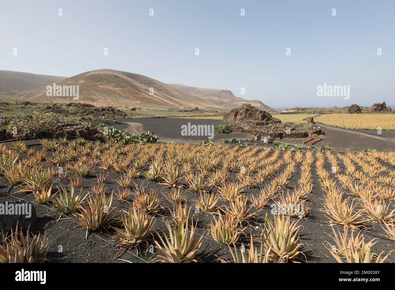 Feld mit echten Aloe Veras (Aloe Vera) und einem Vulkan im Hintergrund, Lanzarote, Kanarische Inseln, Spanien, Europa Stockfoto