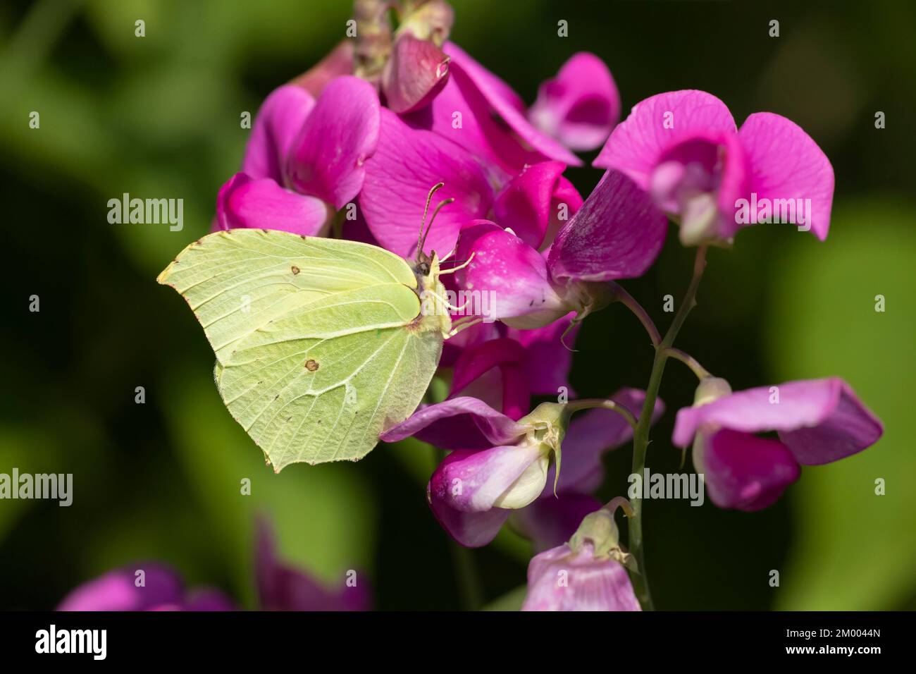 Schmetterling aus gewöhnlichem Brimstein (Gonepteryx rhamni), Erwachsene Fütterung einer Sweetpea-Blume in einem Garten, Norfolk, England, Vereinigtes Königreich, Europa Stockfoto Schmetterling aus gewöhnlichem Brimstein (Gonepteryx rhamni), Erwachsene Fütterung einer Sweetpea-Blume in einem Garten, Norfolk, England, Vereinigtes Königreich, Europa Stockfoto