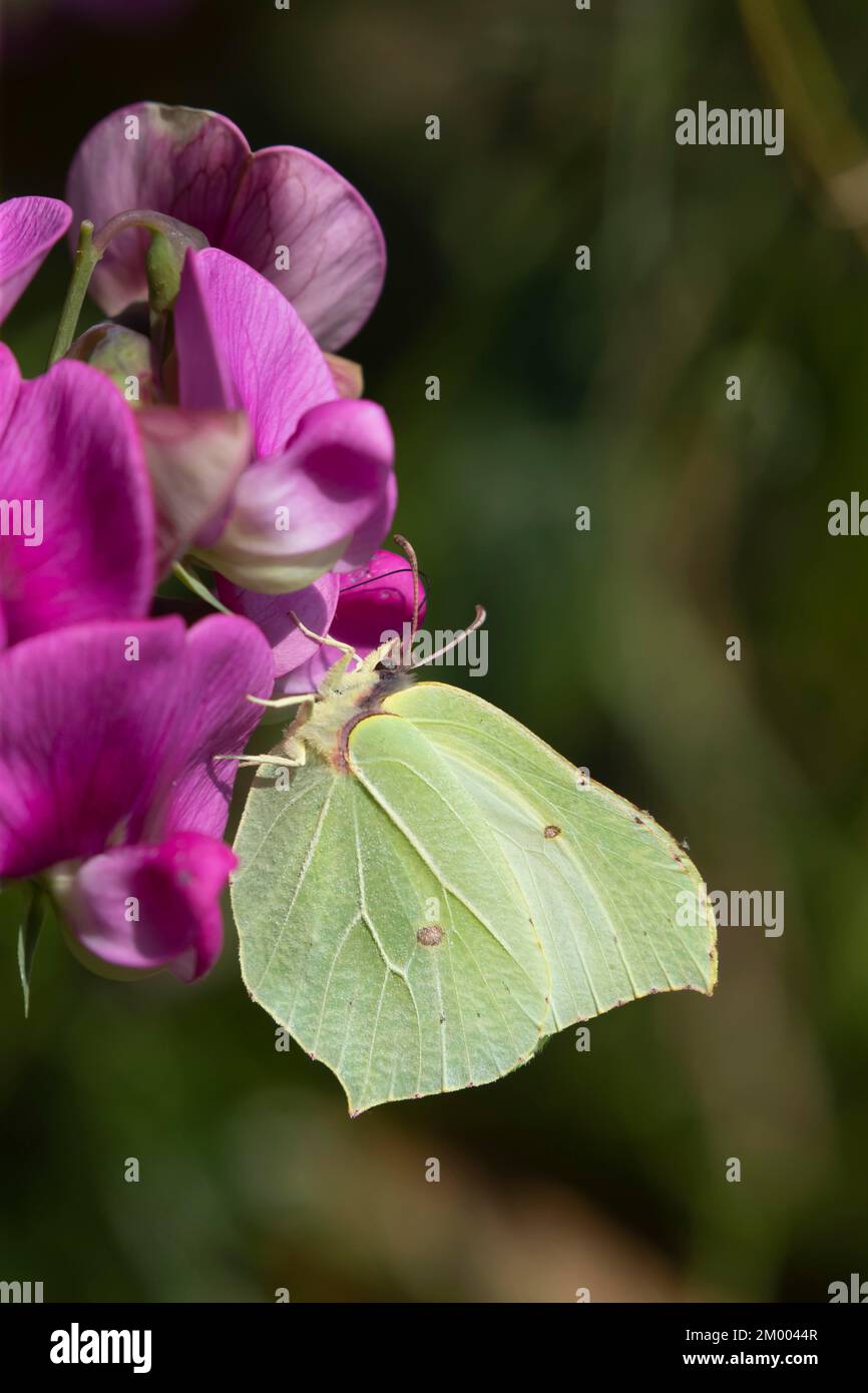 Schmetterling aus gewöhnlichem Brimstein (Gonepteryx rhamni), Erwachsene Fütterung einer Sweetpea-Blume in einem Garten, Norfolk, England, Vereinigtes Königreich, Europa Stockfoto Schmetterling aus gewöhnlichem Brimstein (Gonepteryx rhamni), Erwachsene Fütterung einer Sweetpea-Blume in einem Garten, Norfolk, England, Vereinigtes Königreich, Europa Stockfoto