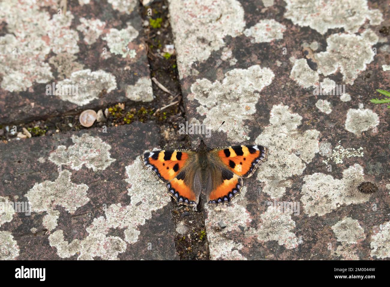 Kleiner Schmetterling (Aglais urticae), der auf einem Gartenweg ruht, Norfolk, England, Vereinigtes Königreich, Europa Stockfoto