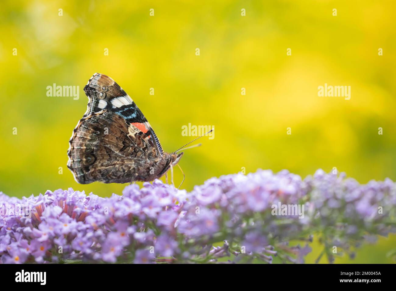 Roter Admiral (Vanessa atalanta), Schmetterling, Erwachsenenfütterung einer Buddleia-Blume in einem Garten, Suffolk, England, Großbritannien, Europa Stockfoto Roter Admiral (Vanessa atalanta), Schmetterling, Erwachsenenfütterung einer Buddleia-Blume in einem Garten, Suffolk, England, Großbritannien, Europa Stockfoto