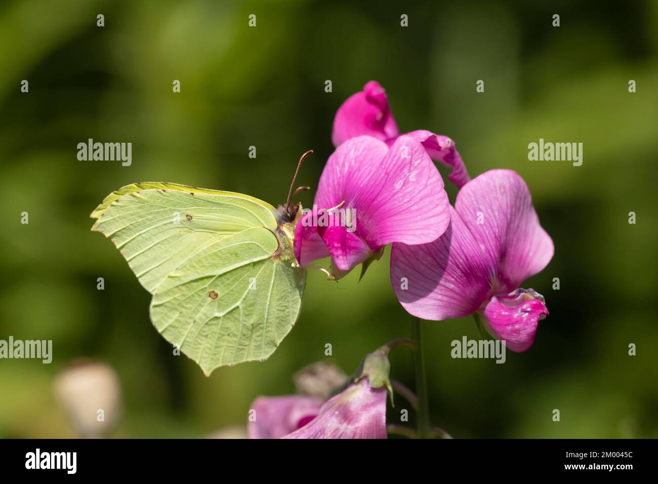 Schmetterling aus gewöhnlichem Brimstein (Gonepteryx rhamni), Erwachsene Fütterung einer Sweetpea-Blume in einem Garten, Norfolk, England, Vereinigtes Königreich, Europa Stockfoto Schmetterling aus gewöhnlichem Brimstein (Gonepteryx rhamni), Erwachsene Fütterung einer Sweetpea-Blume in einem Garten, Norfolk, England, Vereinigtes Königreich, Europa Stockfoto