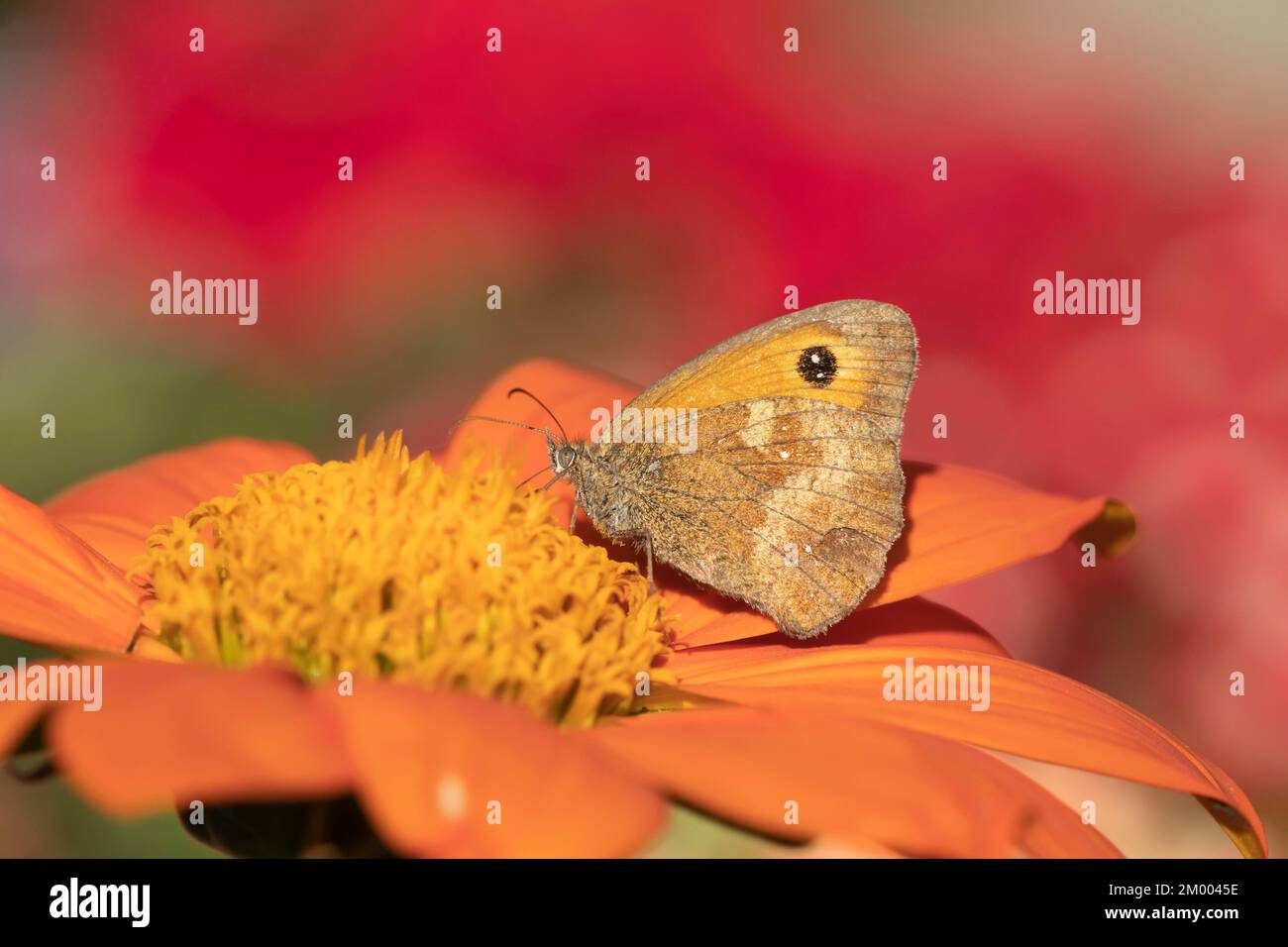 Gatekeeper (Pyronia tithonus) Schmetterling, ausgewachsene Fütterung einer Tithonia-Blume in einem Garten, Suffolk, England, Vereinigtes Königreich, Europa Stockfoto Gatekeeper (Pyronia tithonus) Schmetterling, ausgewachsene Fütterung einer Tithonia-Blume in einem Garten, Suffolk, England, Vereinigtes Königreich, Europa Stockfoto