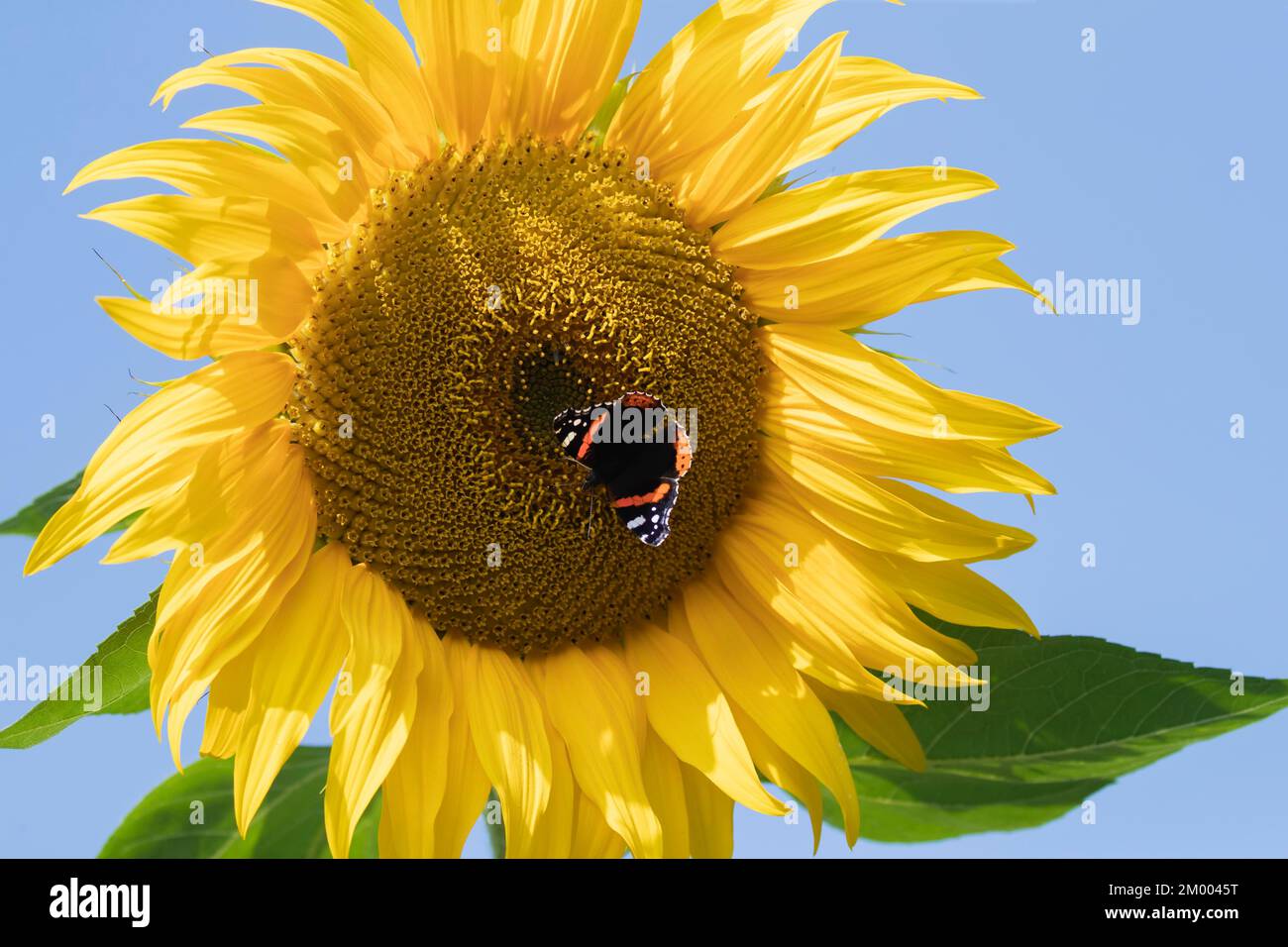 Roter Admiral (Vanessa atalanta), Schmetterling, Erwachsenenfütterung einer Sonnenblume in einem Garten, Suffolk, England, Großbritannien, Europa Stockfoto Roter Admiral (Vanessa atalanta), Schmetterling, Erwachsenenfütterung einer Sonnenblume in einem Garten, Suffolk, England, Großbritannien, Europa Stockfoto
