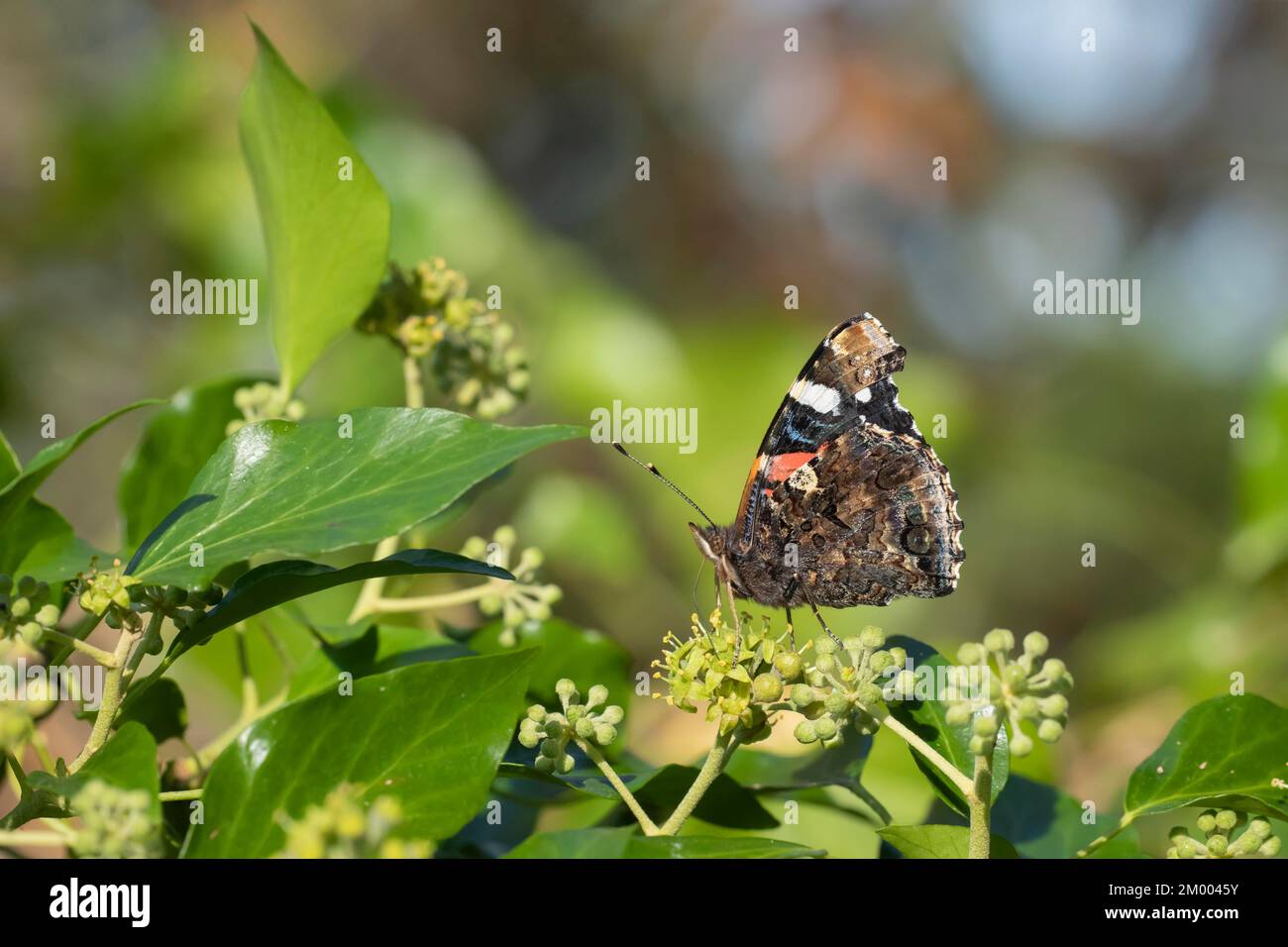 Roter Admiral (Vanessa atalanta), Schmetterling, Erwachsenenfütterung einer Ivy-Blume in einem Garten, Suffolk, England, Großbritannien, Europa Stockfoto Roter Admiral (Vanessa atalanta), Schmetterling, Erwachsenenfütterung einer Ivy-Blume in einem Garten, Suffolk, England, Großbritannien, Europa Stockfoto