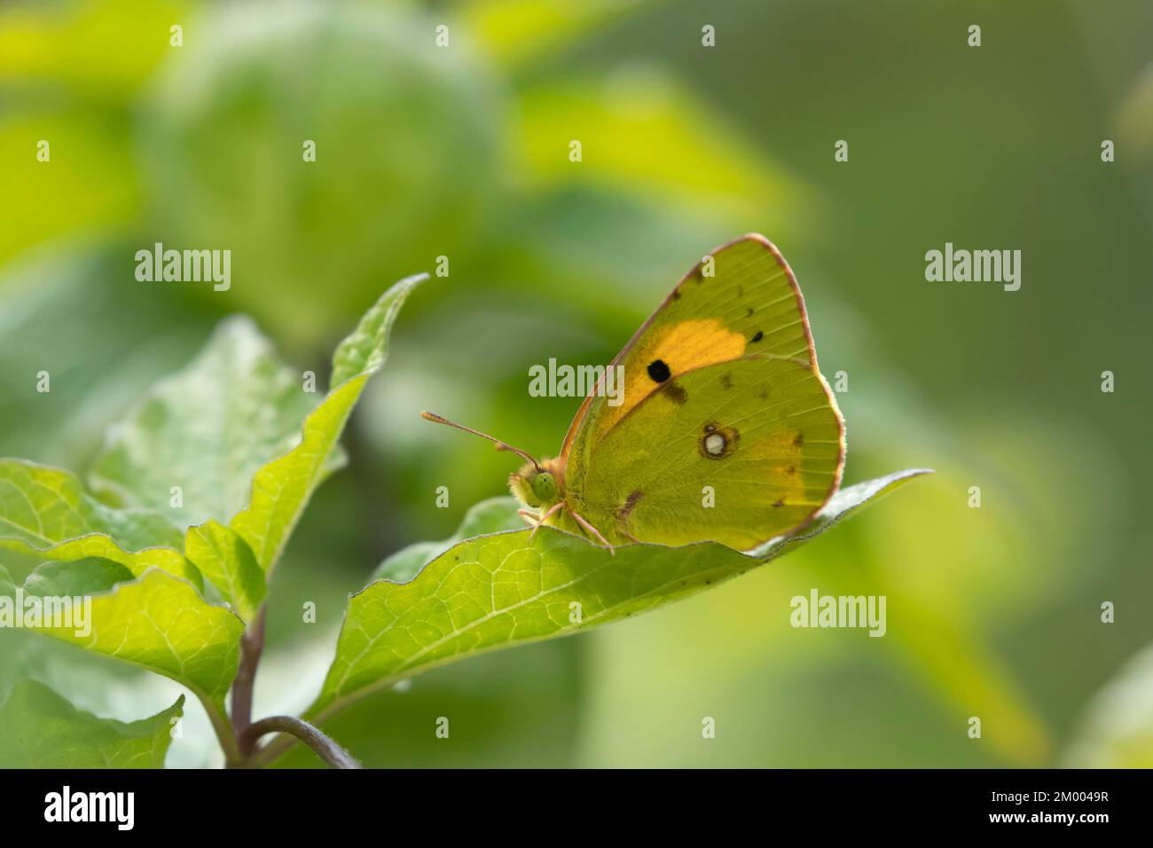 Trübiger gelber Schmetterling (Colias croceus), Erwachsener, der auf Pflanzenblättern in einem Garten ruht, Kent, England, Großbritannien, Europa Stockfoto Trübiger gelber Schmetterling (Colias croceus), Erwachsener, der auf Pflanzenblättern in einem Garten ruht, Kent, England, Großbritannien, Europa Stockfoto