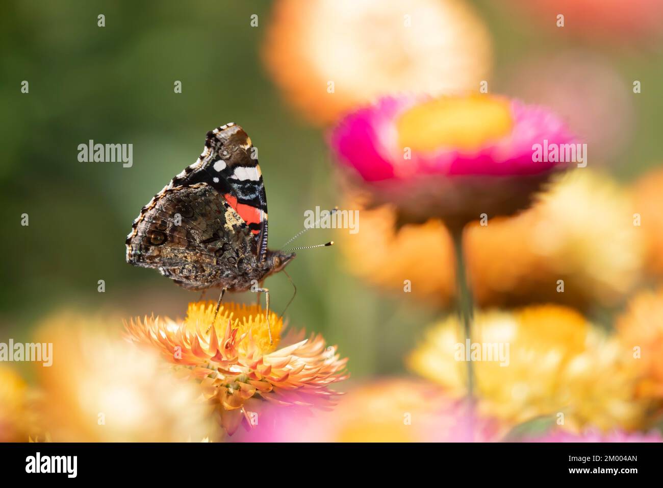 Roter Admiral (Vanessa atalanta), Schmetterling, Erwachsene, die Gänseblümchen in einem Garten füttern, Suffolk, England, Großbritannien, Europa Stockfoto Roter Admiral (Vanessa atalanta), Schmetterling, Erwachsene, die Gänseblümchen in einem Garten füttern, Suffolk, England, Großbritannien, Europa Stockfoto