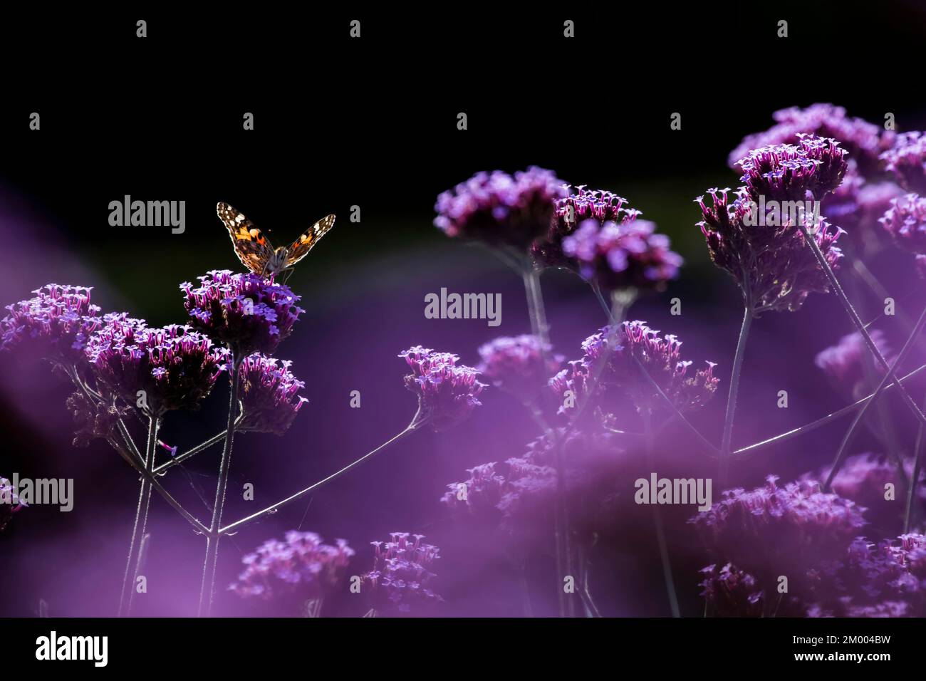 Gemalte Dame (Vanessa cardui) Schmetterling, Erwachsene, die eine Verbena-Blume in einem Garten füttert, Kent, England, Großbritannien, Europa Stockfoto Gemalte Dame (Vanessa cardui) Schmetterling, Erwachsene, die eine Verbena-Blume in einem Garten füttert, Kent, England, Großbritannien, Europa Stockfoto
