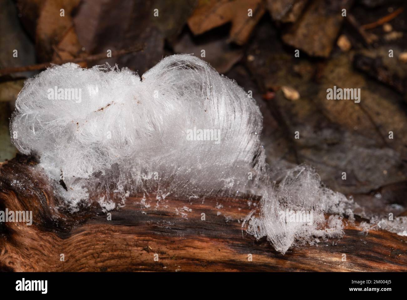 Haare Eisfrucht Körper weiß wellige Eisnadeln auf dem Ast Stockfoto