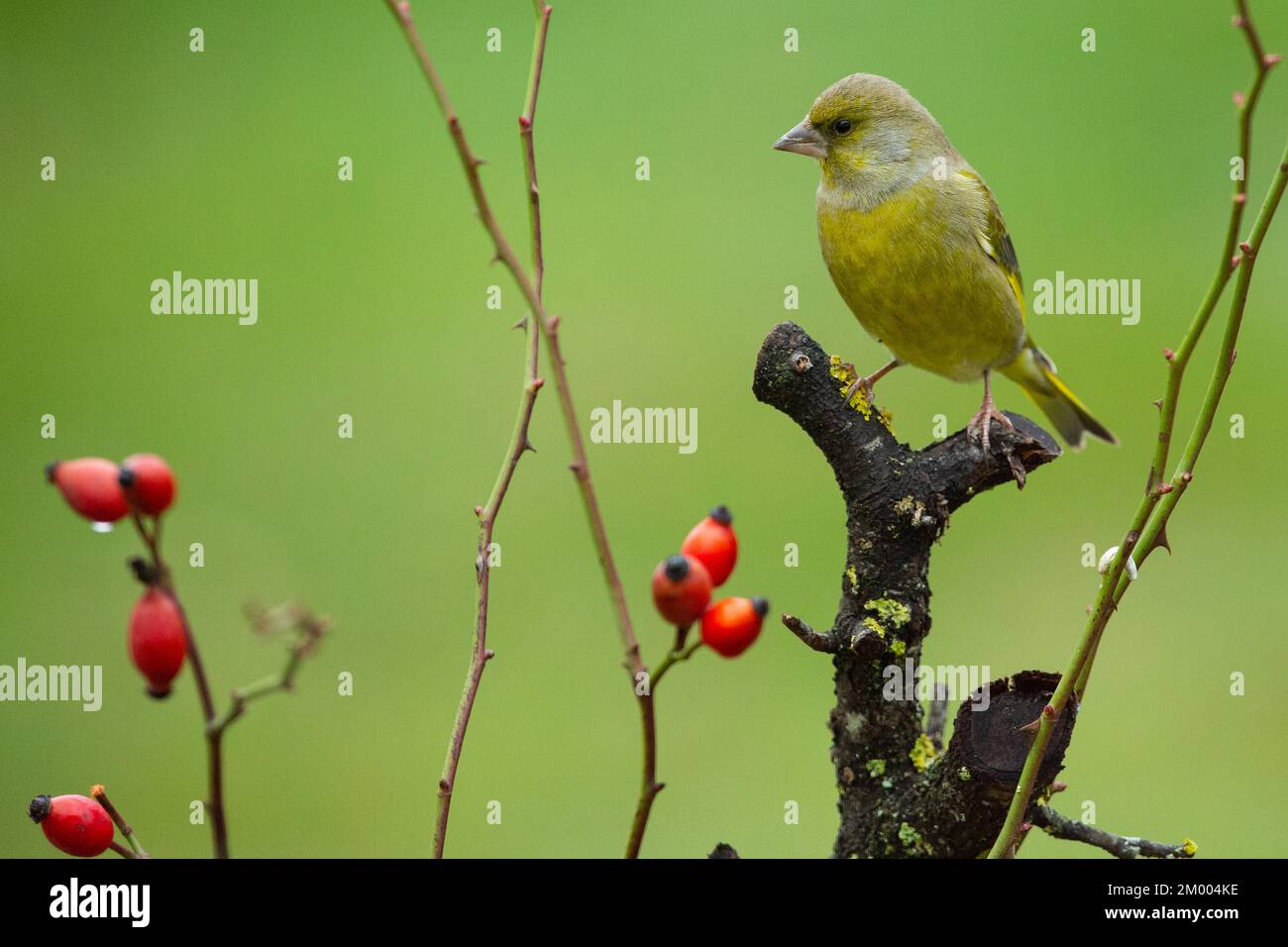 Greenfinch sitzt auf dem Ast mit roten Rosehips, die nach links schauen Stockfoto