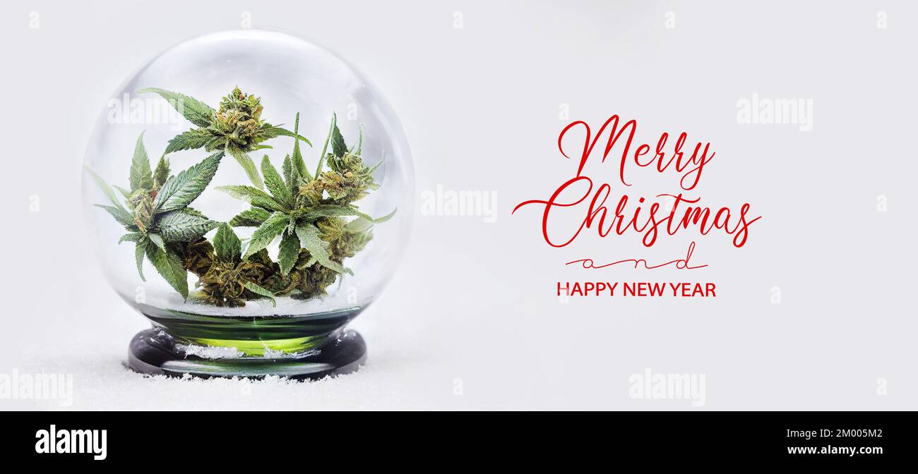 Weihnachtliches Cannabisbanner. Weihnachts- und Neujahrskarte mit Marihuana-Hanf in einem Glas Schneekugel mit Schneeflocken und Schnee Stockfoto