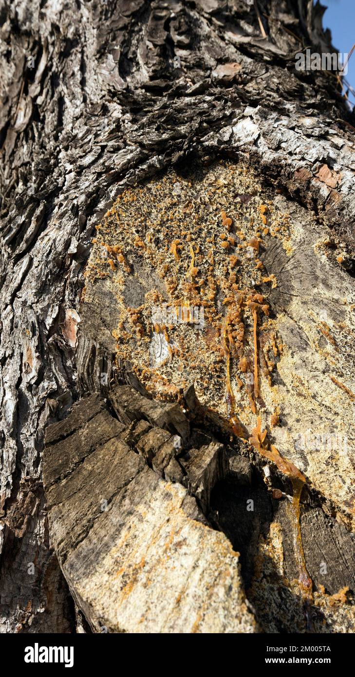 Harz läuft aus einem Baumstamm, Saranda, Albanien, Europa Stockfoto