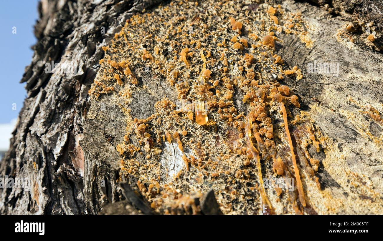 Harz läuft aus einem Baumstamm, Saranda, Albanien, Europa Stockfoto