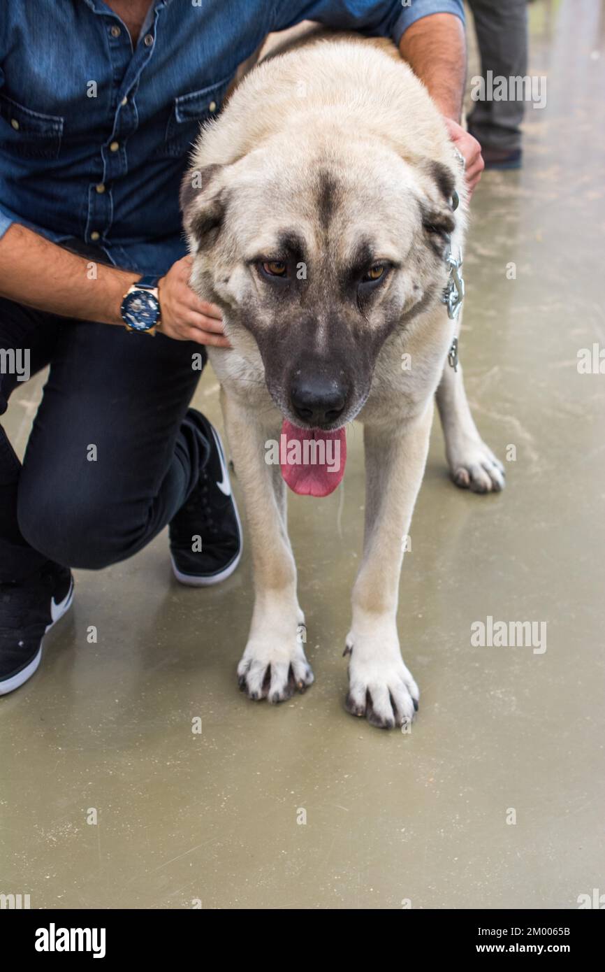 Türkische Rasse Schäferhund Kangal Hund bewacht wie Vieh Stockfoto