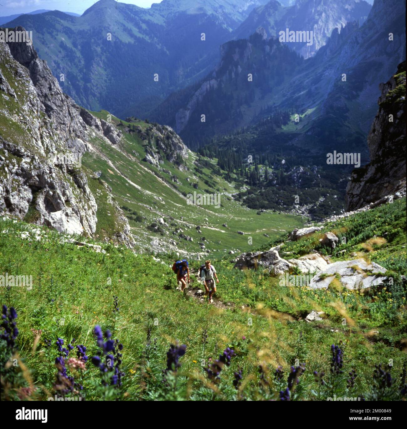 Bergwanderer im Allgäu, hier am 14,8.1992, in einer großen Gruppe, die die gesunde Alpenluft genießt und die notwendige Bewegung durch Steigungen, Stockfoto