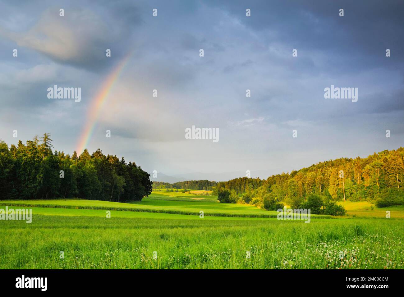 Abendliche Gewitteratmosphäre mit Regenbogen über üppig grünen Mischwäldern im Züricher Oberland, Zürich, Schweiz, Europa Stockfoto