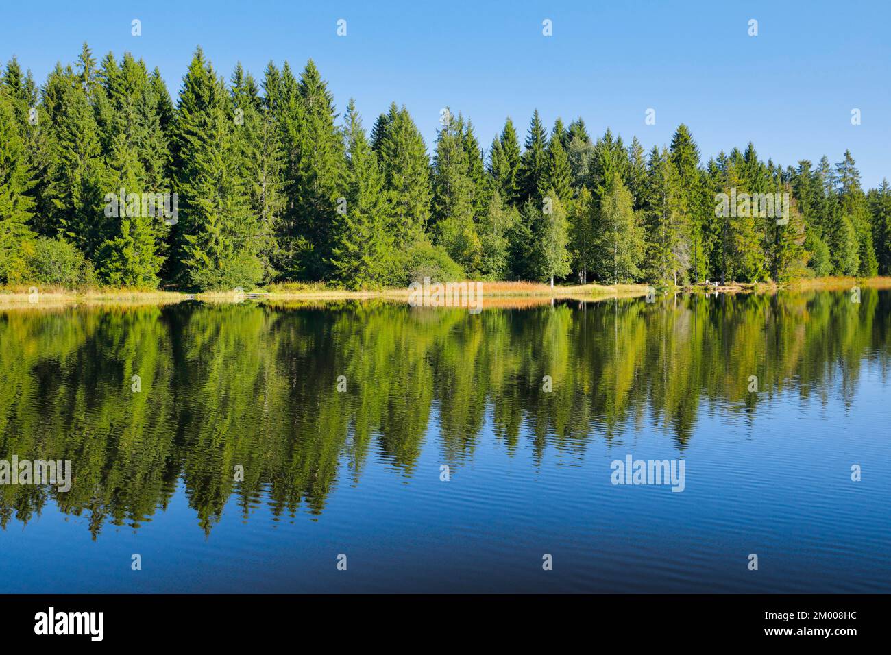 Der Wald am Ufer der Etang de la Gruère spiegelt sich in den stillen Gewässern des Moorsees, des Kantons Jura, der Schweiz, Europas wider Stockfoto