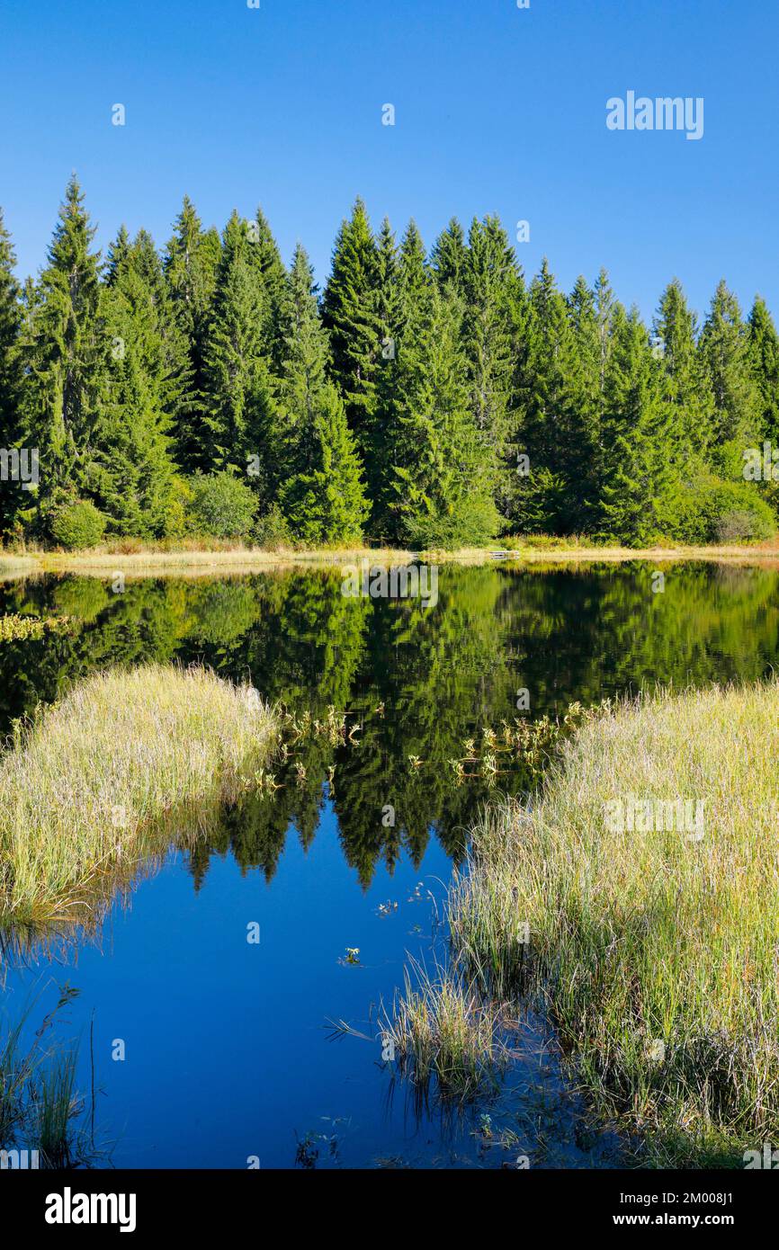 Der Wald am Ufer der Etang de la Gruère spiegelt sich in den stillen Gewässern des Moorsees, des Kantons Jura, der Schweiz, Europas wider Stockfoto