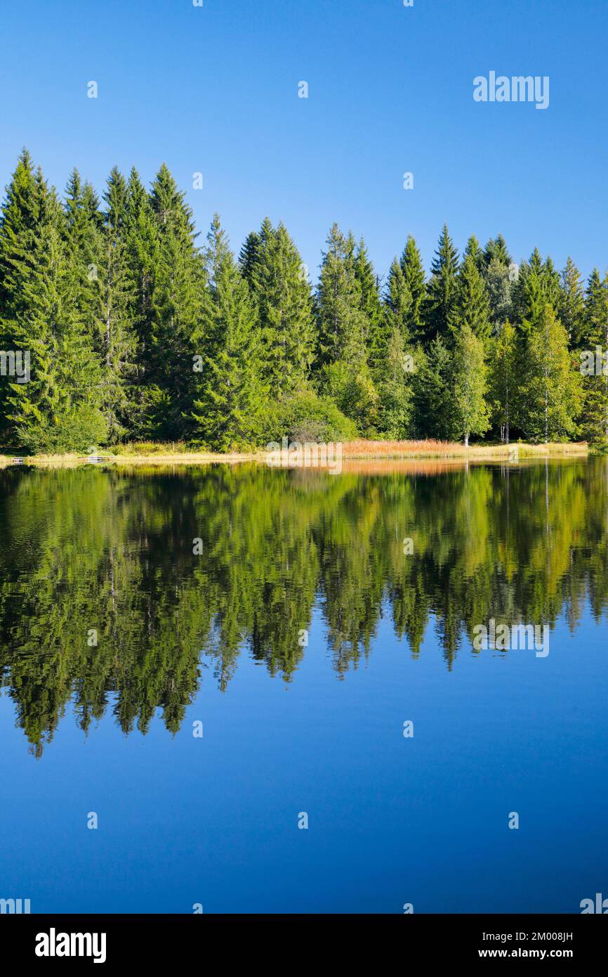 Der Wald am Ufer der Etang de la Gruère spiegelt sich in den stillen Gewässern des Moorsees, des Kantons Jura, der Schweiz, Europas wider Stockfoto
