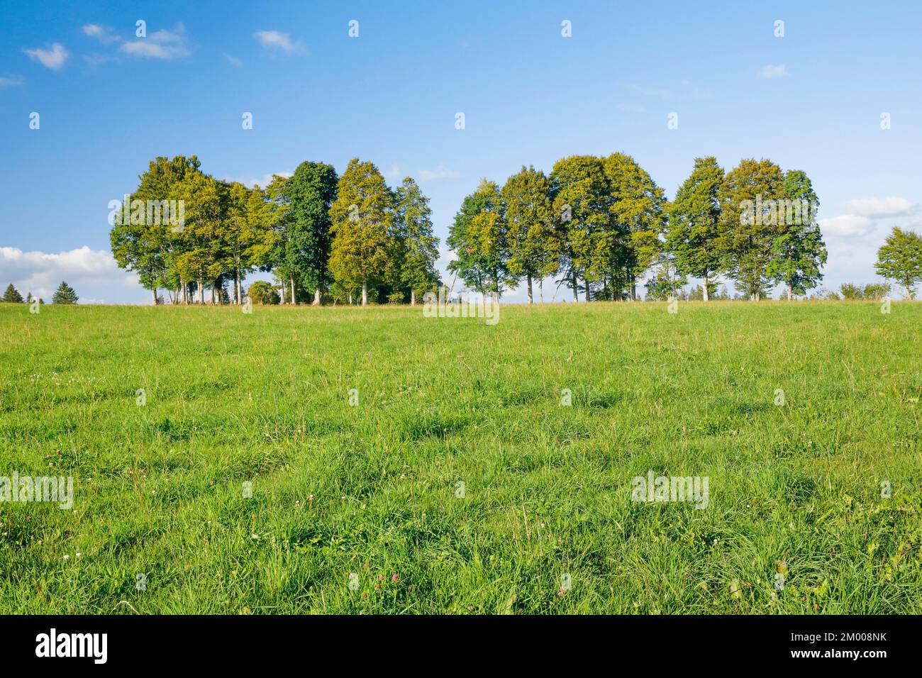 Buchenreihe im Neuchâtel Jura, Kanton Neuchâtel, Schweiz, Europa Stockfoto