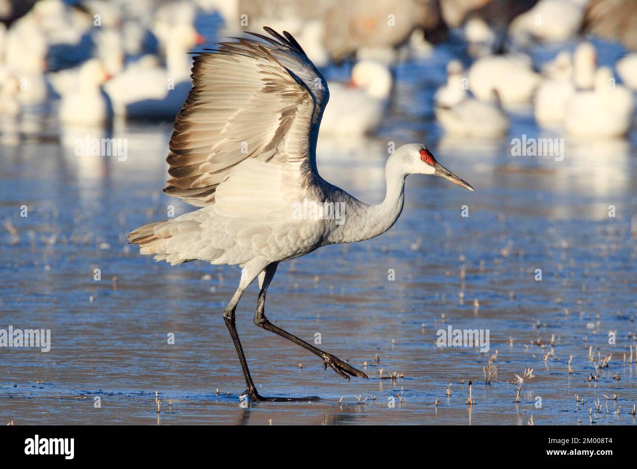 Sandhill Kran (Grus canadensis), Sandhill Kran, Start, Überwinterung, Bosque del Apache National Wildlife Refuge, New Mexico, USA, Nordamerika Stockfoto