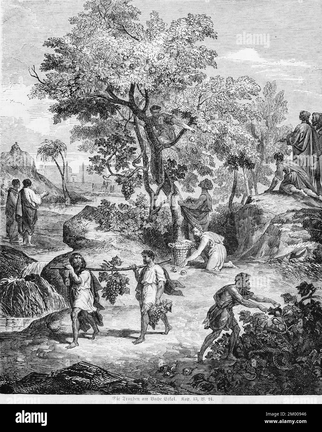 Die Trauben am Bach Estol, Trauben, Obst, Korb, Reben, Feigen, Granatäpfel, Menschen, Ernte, Baum, Landschaft, Altes Testament, Genesis, Viertes Buch Stockfoto
