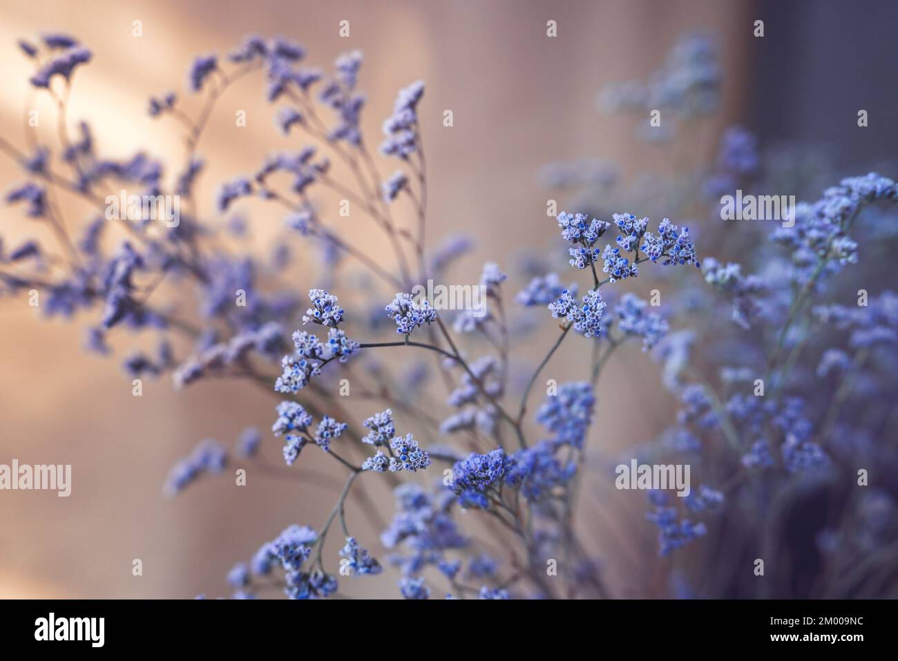 Abstrakter Blumenhintergrund. Blaue Blüten einer trockenen Pflanze auf beigefarbenem Hintergrund. Tageslicht, Inneneinrichtung. Geringe Schärfentiefe. Stockfoto