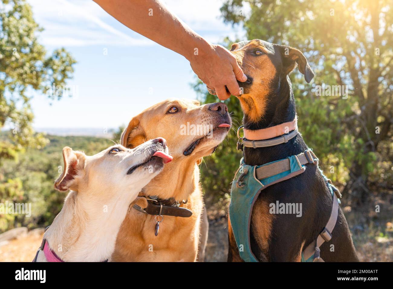 Gruppe von Hunden, die im Wald von der Hand ihres Besitzers essen Stockfoto