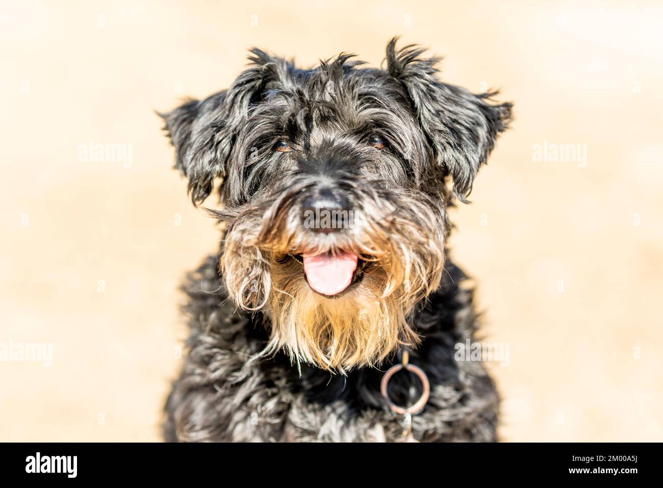 Nahaufnahme des Porträts einer Hunderasse Schnauzer Stockfoto
