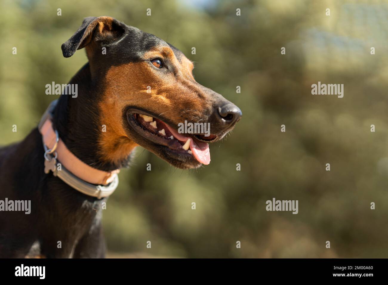 Dobermannhund in Alarmbereitschaft Stockfoto