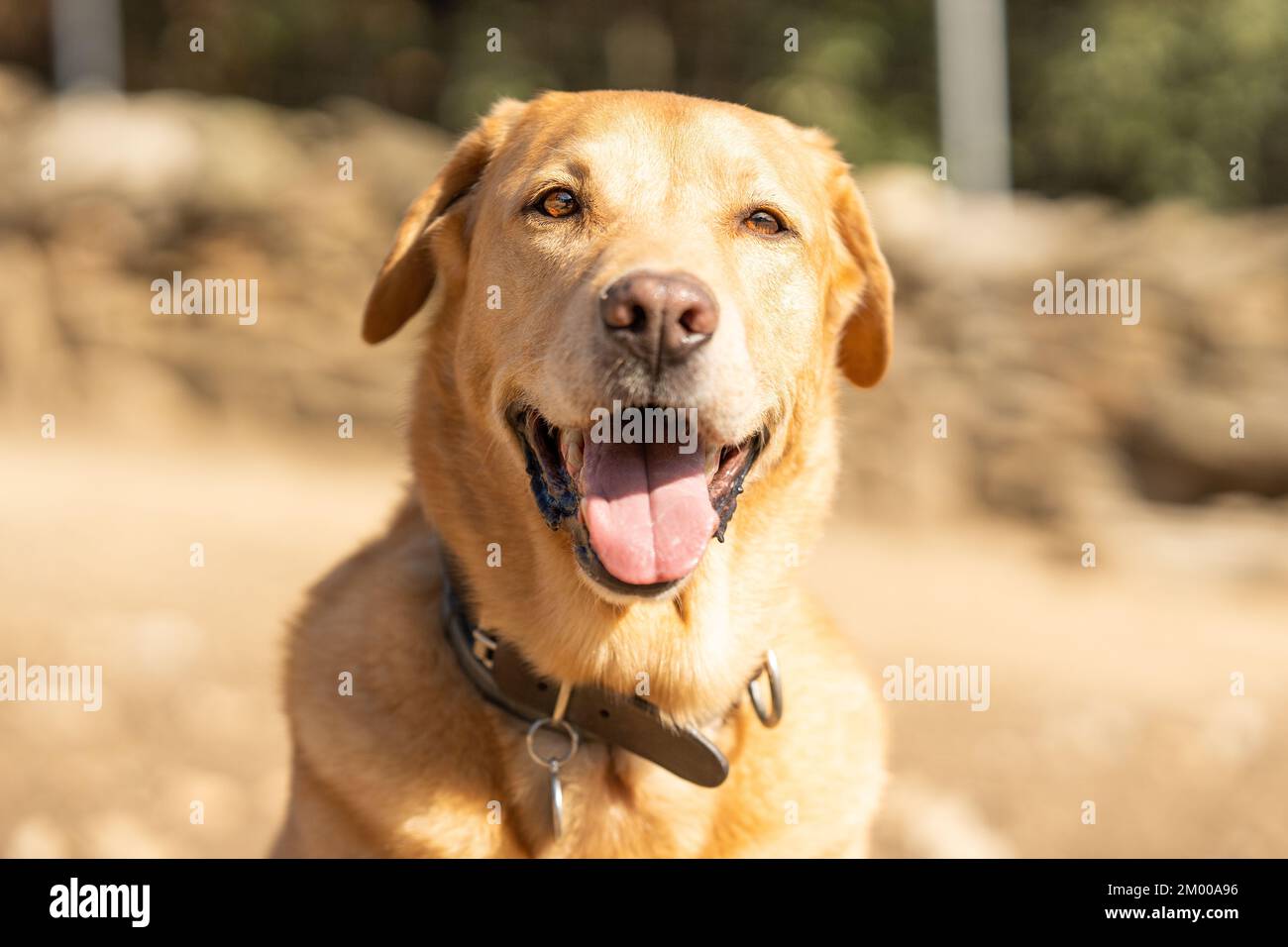 Labrador züchtet einen Hund mit einem Ausdruck der Aufmerksamkeit in einem Park Stockfoto