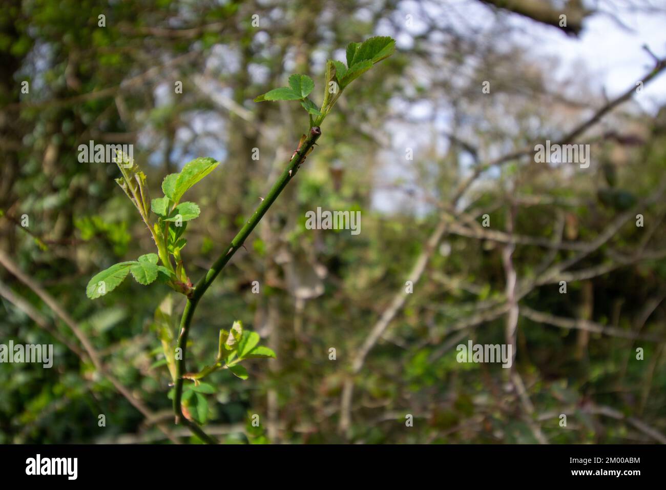 Isolierte neue grüne Triebe einer Brombeere Stockfoto