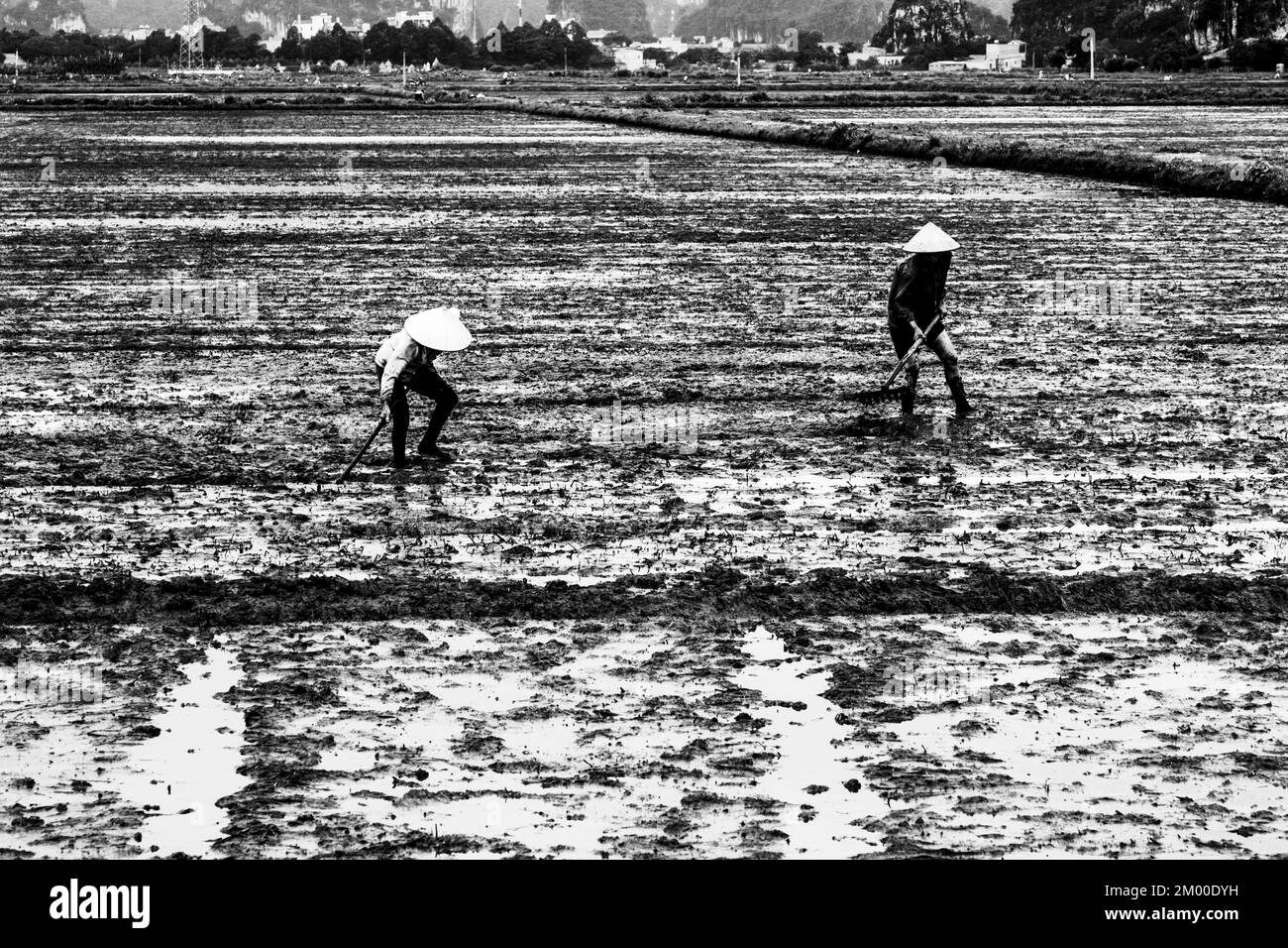 Zwei Leute auf einem schlammigen Reisfeld, die Reis anpflanzen, Stockfoto