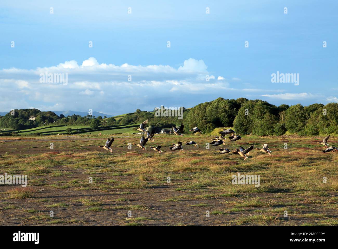 Blick auf fliegende Gänse und Richtung Milnthorpe über die Flussmündung des Kent bei Ebbe von Sandside, Milnthorpe, Cumbria, England, Großbritannien Stockfoto