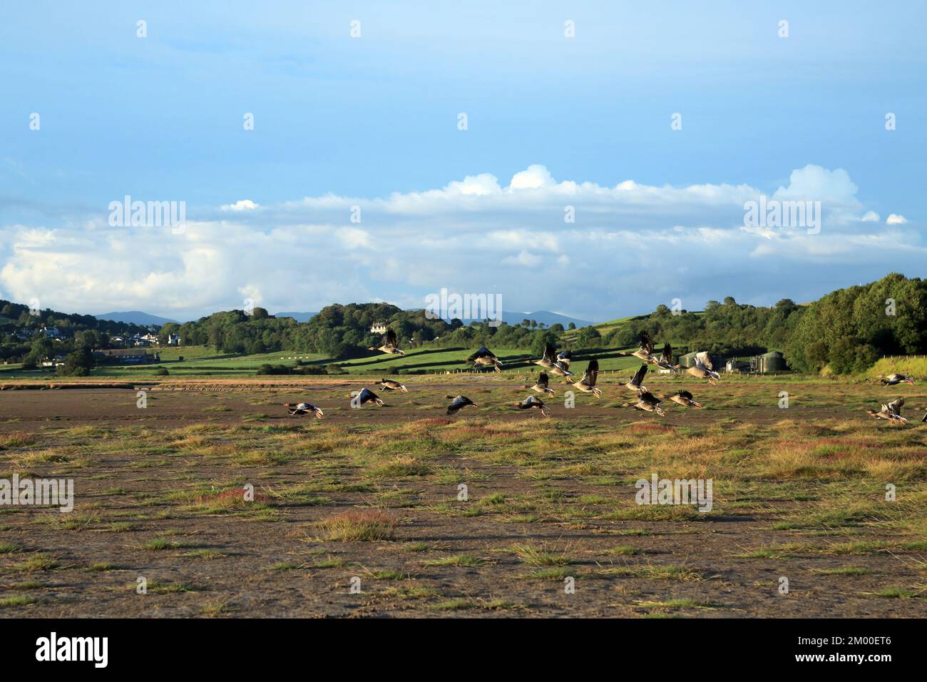Blick auf fliegende Gänse und Richtung Milnthorpe über die Flussmündung des Kent bei Ebbe von Sandside, Milnthorpe, Cumbria, England, Großbritannien Stockfoto