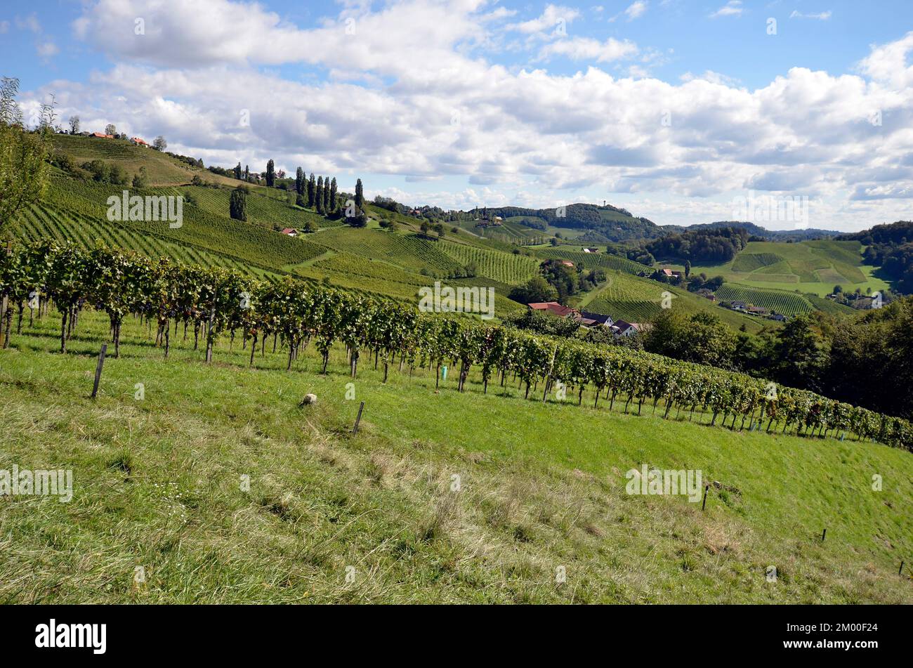 Österreich, Weinberge an den steilen Hängen des Sulz-Tals an der Steirischen Weinstraße in der Nähe der Grenze zu Slowenien, die hügelige Landschaft ist ebenfalls k Stockfoto