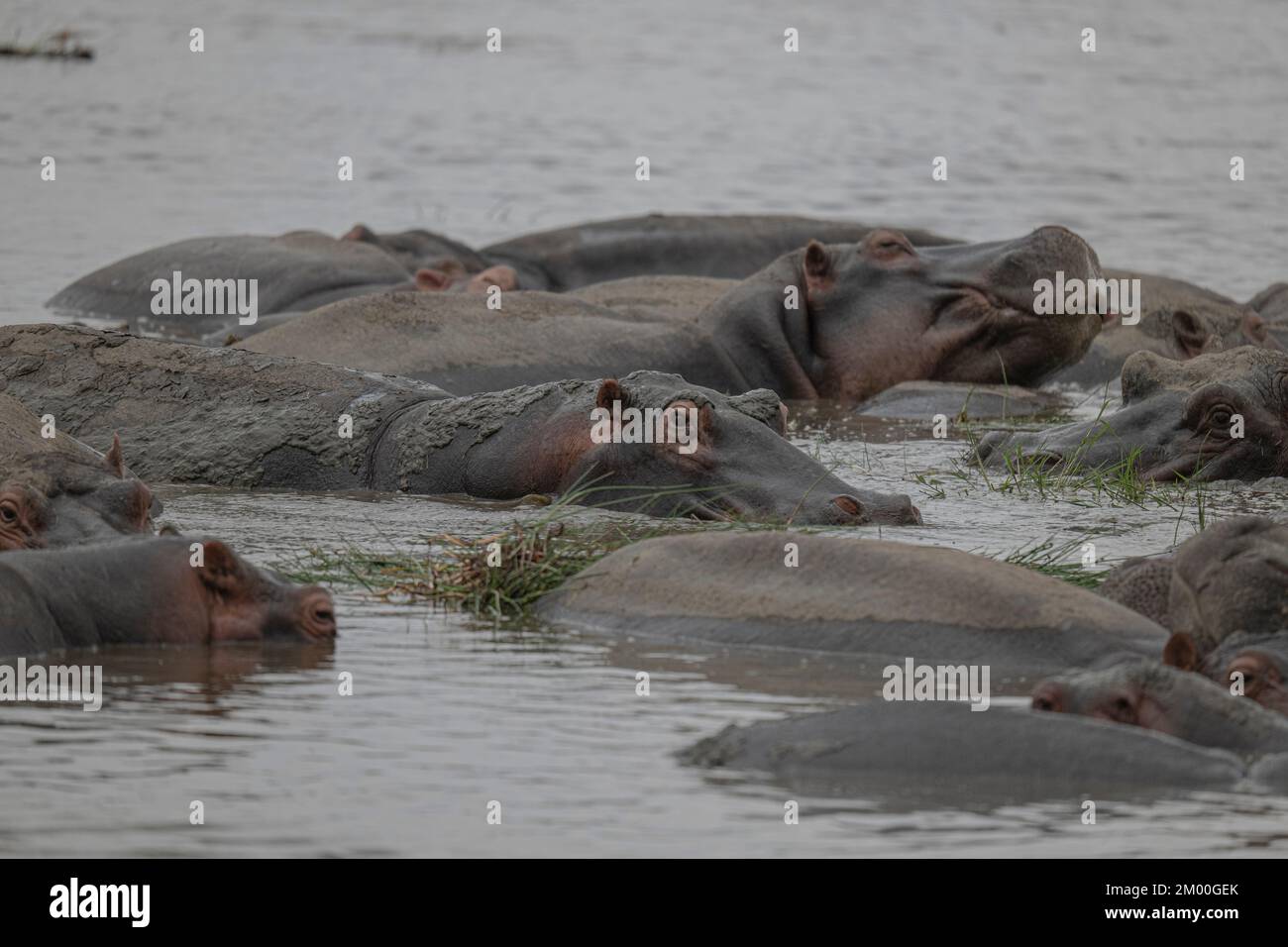 Afrikanischer Nilpferd in einem See in Tansania Stockfoto Afrikanischer Nilpferd in einem See in Tansania Stockfoto