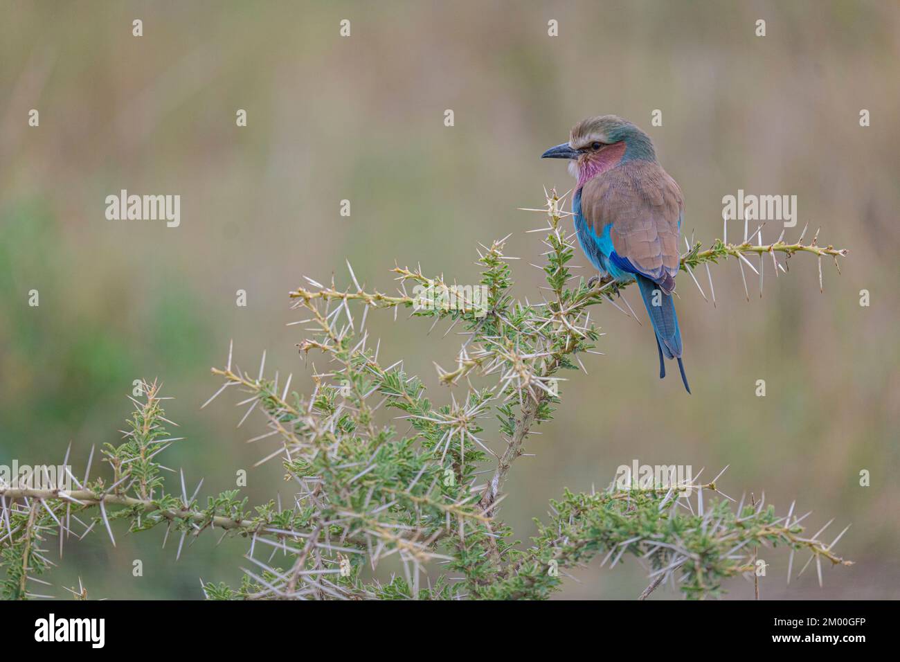 Ein wunderschöner Vogel in einer afrikanischen Akazien Stockfoto